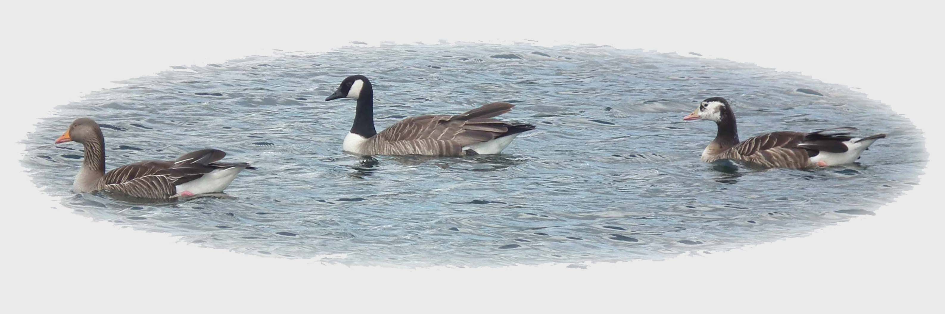 Hybrid Greylag x Canada (right) with parents