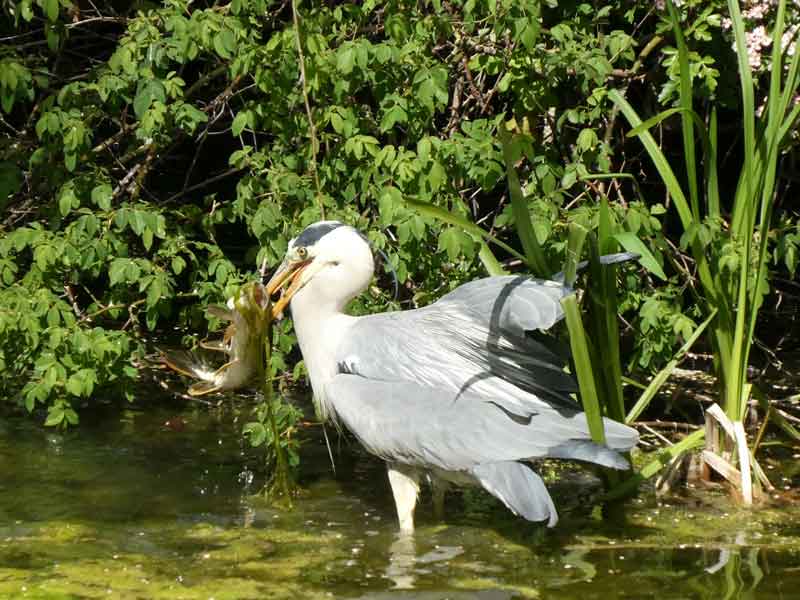 Heron with large tench in its bill