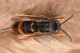 Asian Hornet
