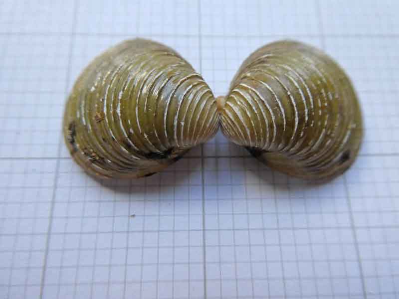 Photo of Asian Clam