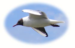 image of a gull