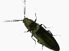 image of a beetle