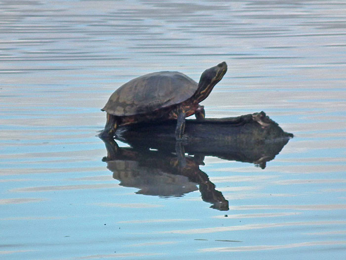 Photo of Red-eared Terrapin