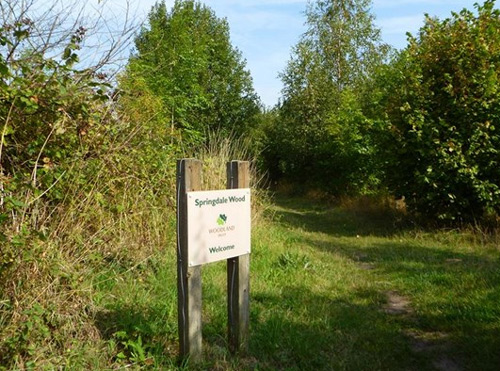 Springdale Wood