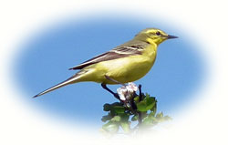 image of wagtail
