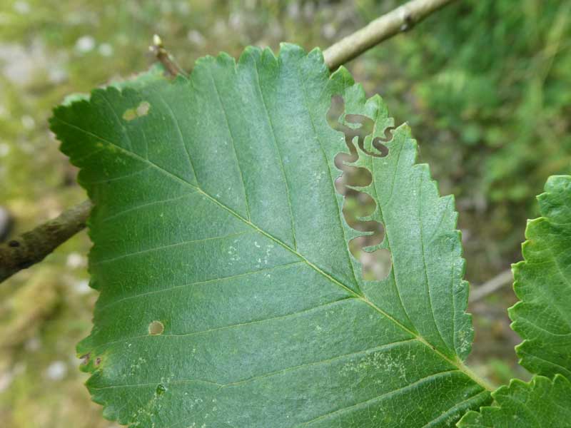 Photo of leaf damge