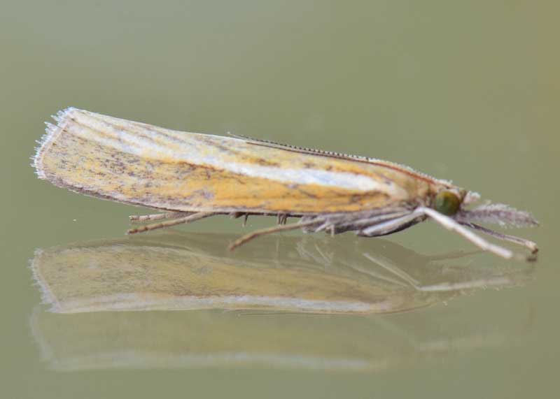 Common Grass-moth