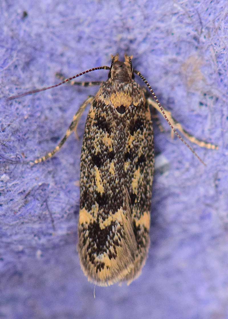 Dark-spotted Moss-moth