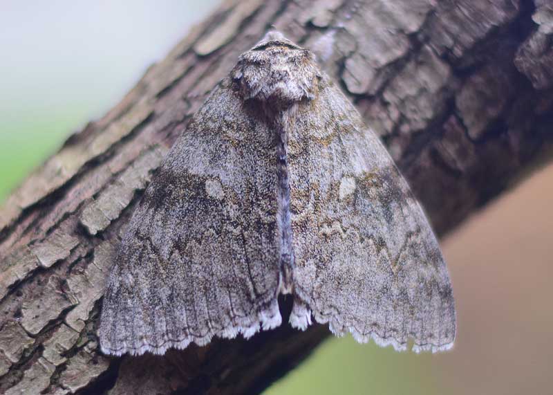 Clifden Nonpareil