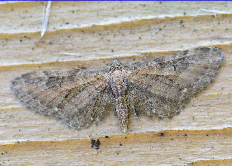 Common Pug