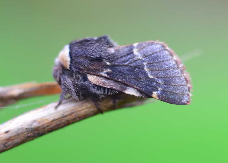 December Moth
