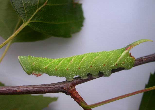 Lime Hawkmoth larva