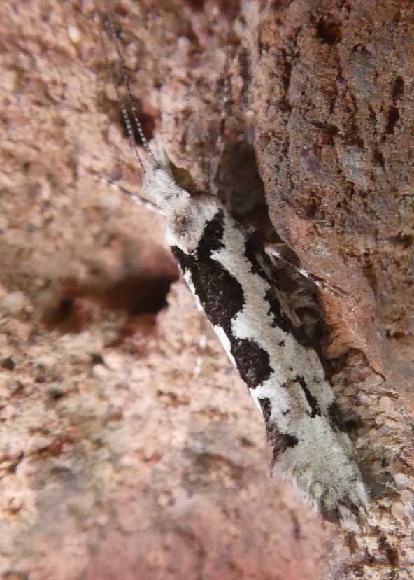 Pied Rabbit Moth